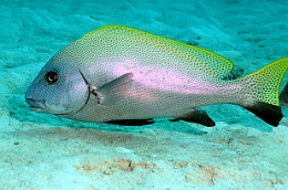 Sipadan_2015_Gaterin Ponctue_ Diagramma pictum punctatum_IMG_3080_rc